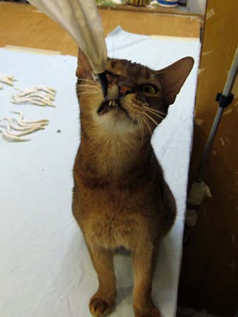 Year of the Paper Mache dragon-eddie approves