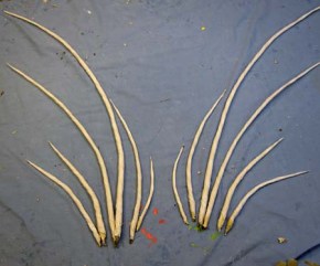 Year of the Paper Mache dragon -wings 1