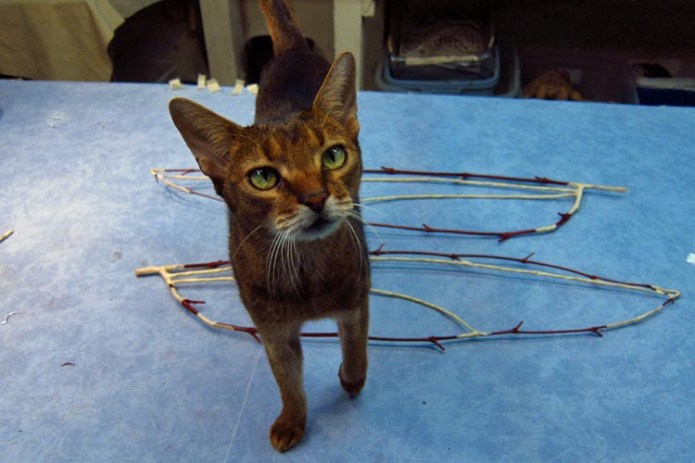 paper mache dragonfly- Eddie