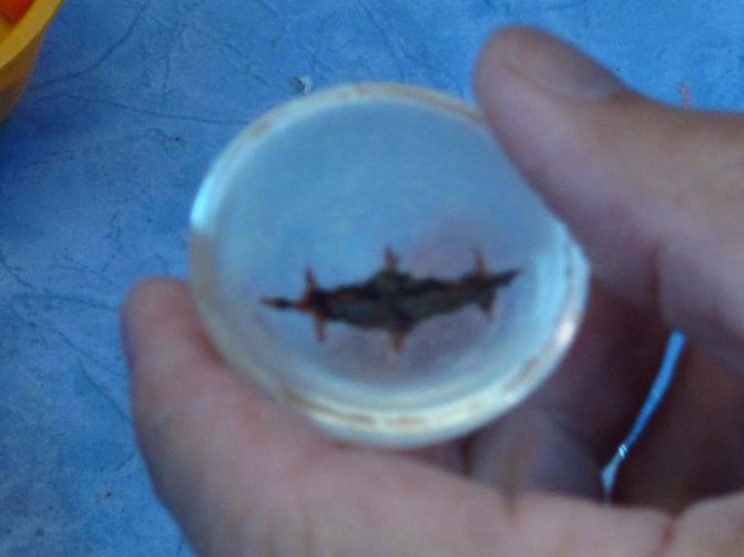 paper mache dragonfly- new lens