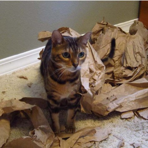 Max and his paper too